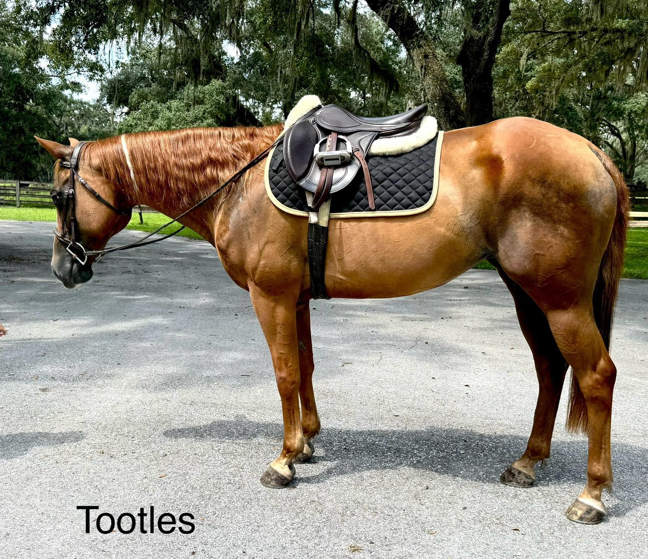 Image for Casino Classic All Breed Horse Sale - Oak Grove, Kentucky SATURDAY,  AUGUST 10TH