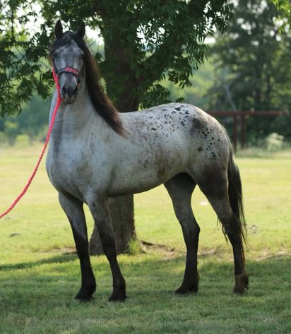 Image for Interstate Regional Stockyards TWO DAY AUGUST SPECIAL - DAY 1 - WEDNESDAY AUGUST 21ST