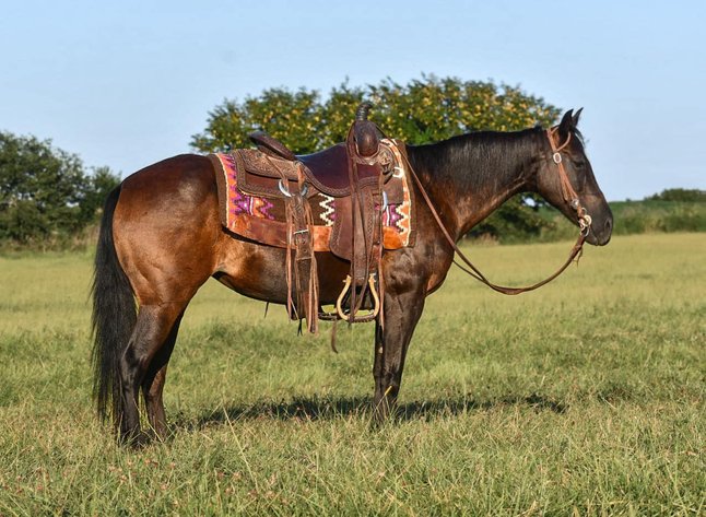 Image for Jones Livestock Auction MONTHLY HORSE & TACK SALE!   Saturday, August 10th!