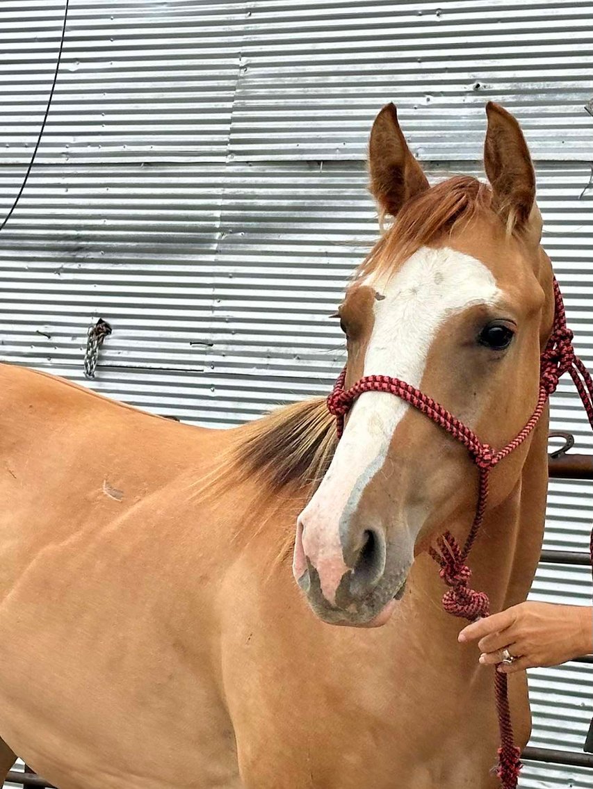 Image for Jones Livestock Auction MONTHLY HORSE & TACK SALE!   Saturday, August 10th!