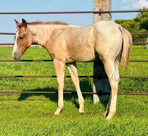 Image for Hermanson-Kist Fall All Breed Horse Sale - Mandan, North Dakota - September 19, 20, 21 - DAY ONE