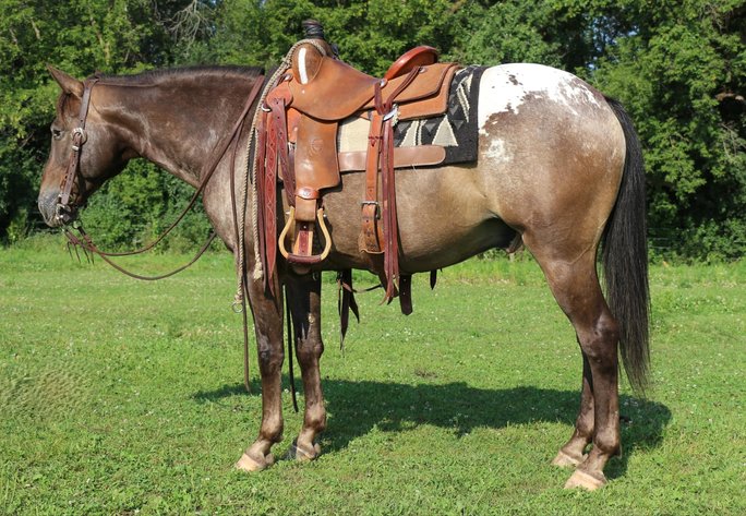 Image for Interstate Regional Stockyards TWO DAY AUGUST SPECIAL - DAY 1 - WEDNESDAY AUGUST 21ST