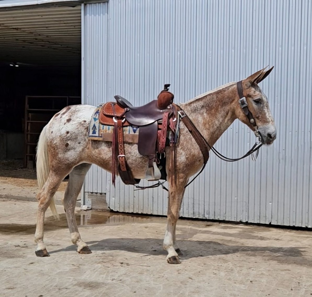 Image for Interstate Regional Stockyards TWO DAY AUGUST SPECIAL - DAY 2 - THURSDAY AUGUST 22ND