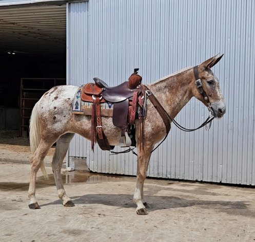 Image for Interstate Regional Stockyards TWO DAY AUGUST SPECIAL - DAY 2 - THURSDAY AUGUST 22ND
