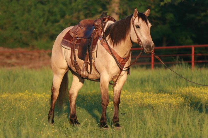 Image for Diamond E Horse Company 4th Annual Sale SUNDAY August 25th - Morris, Illinois