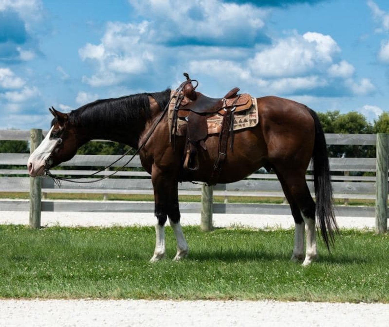 Image for Diamond E Horse Company 4th Annual Sale SUNDAY August 25th - Morris, Illinois