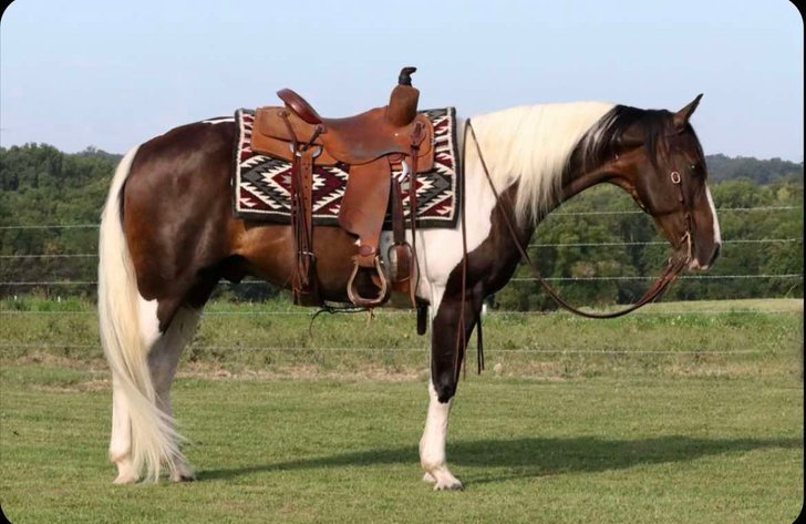 Image for Missouri Horse Auction FRIDAY AUGUST 30TH - Springfield, MO