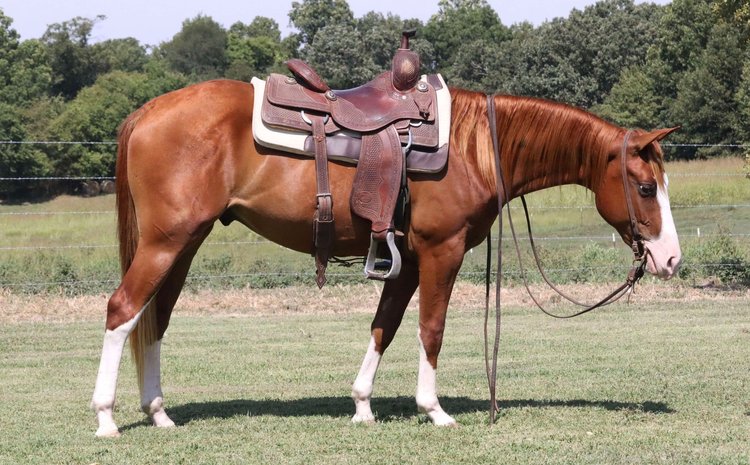Image for Missouri Horse Auction FRIDAY AUGUST 30TH - Springfield, MO