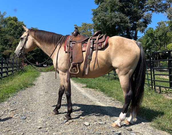 Image for Missouri Horse Auction FRIDAY AUGUST 30TH - Springfield, MO