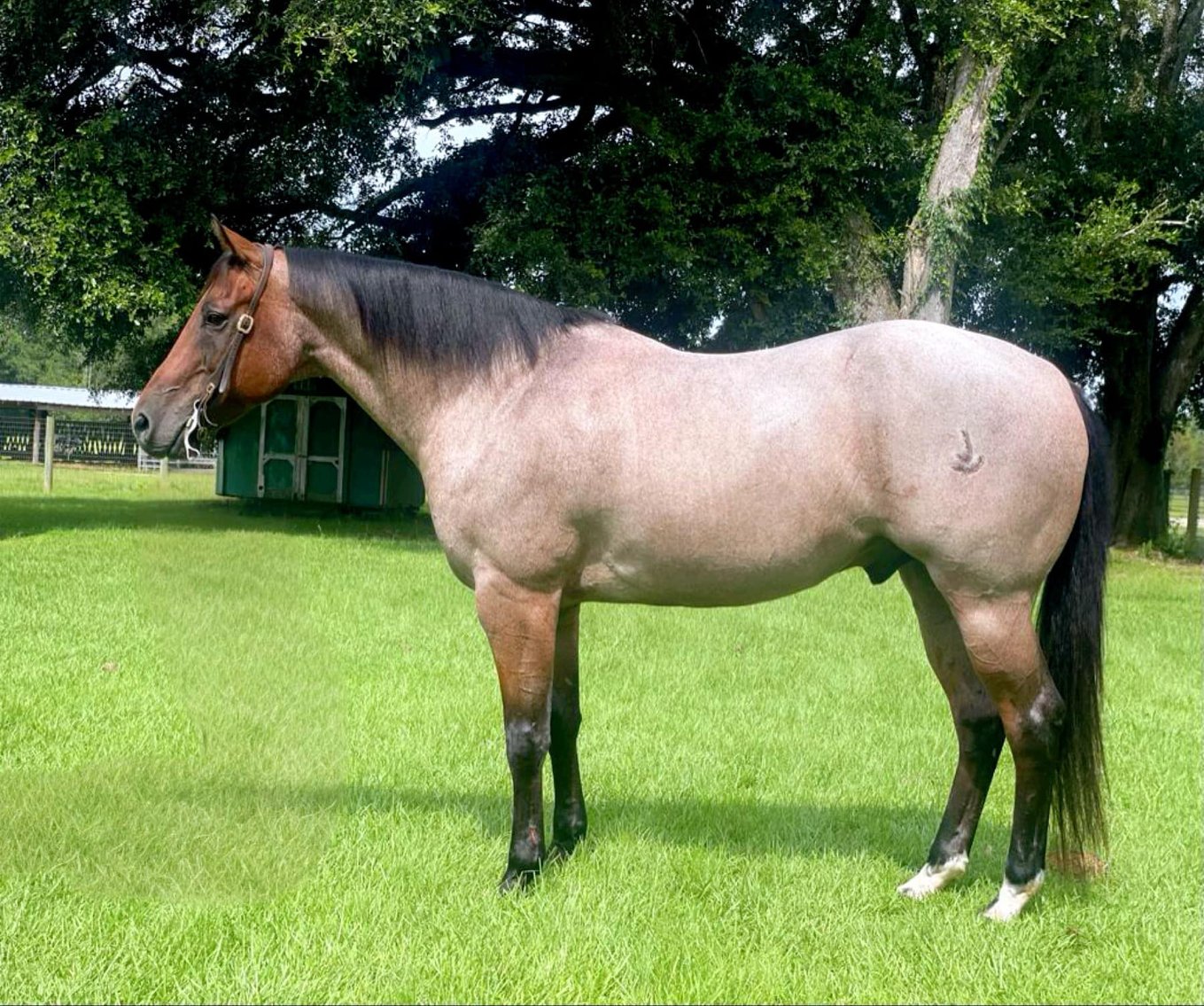 Image for Southwest Horse Sale Fall Catalog Sale - SATURDAY OCTOBER 26TH - Bush, LA