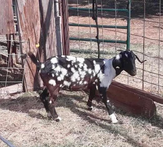 Image for Jones Livestock Auction THURSDAY September 5th -  Jones, Oklahoma