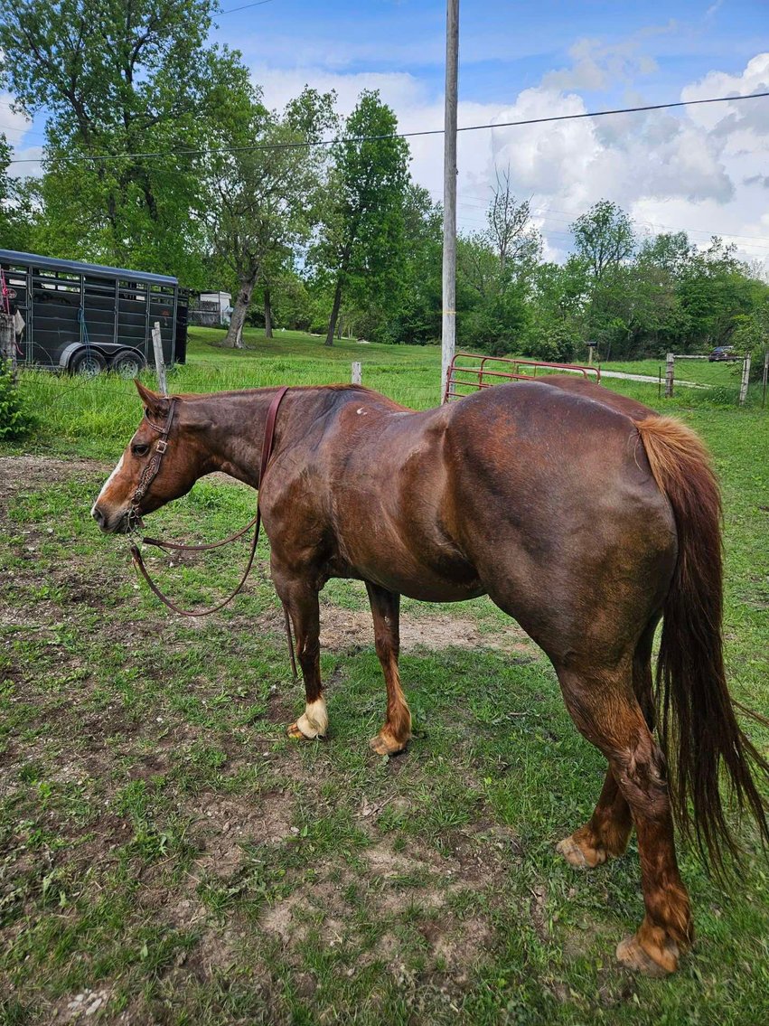 Image for Interstate Regional Stockyards Horse Sale - Cuba, Missouri WEDNESDAY September 25th