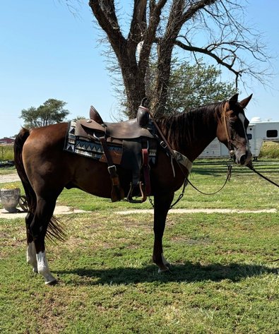 Image for Jones Livestock Auction MONTHLY HORSE & TACK SALE!   Saturday, September 14th!