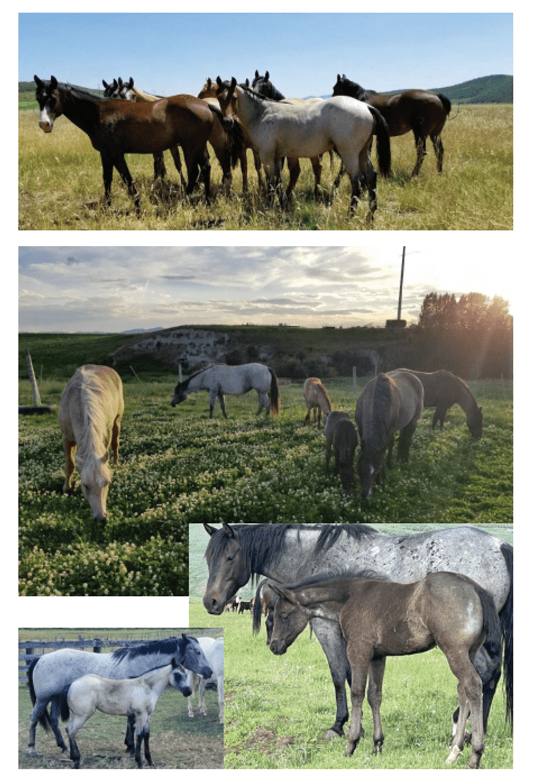 Image for Corbridge Quarter Horses Annual Production Sale - ONLINE ONLY!!!  Runs September 27th through October 6th!