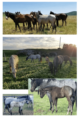 Image for Corbridge Quarter Horses Annual Production Sale - ONLINE ONLY!!!  Runs September 27th through October 6th!