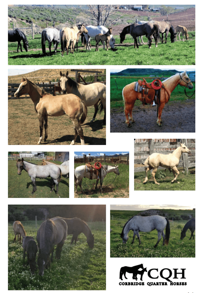 Image for Corbridge Quarter Horses Annual Production Sale - ONLINE ONLY!!!  Runs September 27th through October 6th!