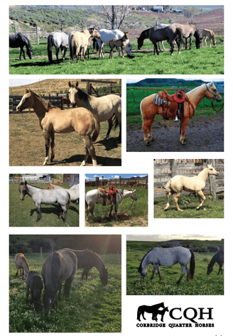 Image for Corbridge Quarter Horses Annual Production Sale - ONLINE ONLY!!!  Runs September 27th through October 6th!