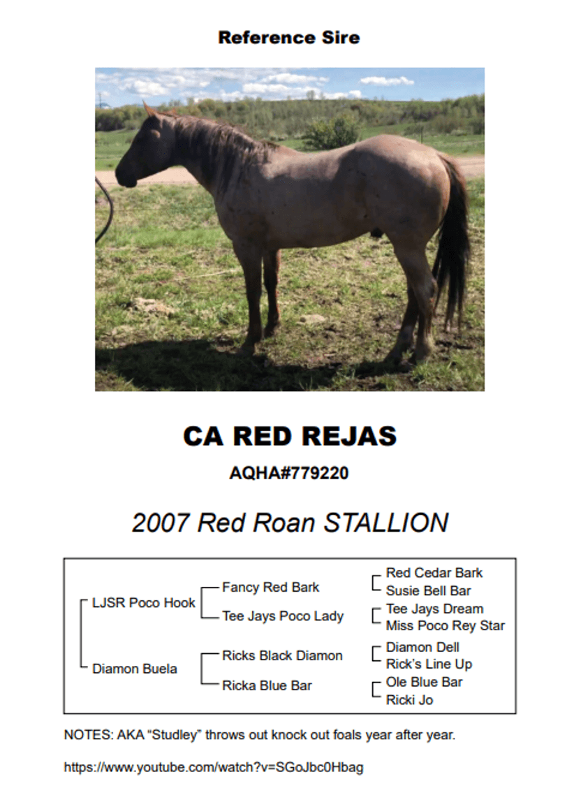 Image for Corbridge Quarter Horses Annual Production Sale - ONLINE ONLY!!!  Runs September 27th through October 6th!