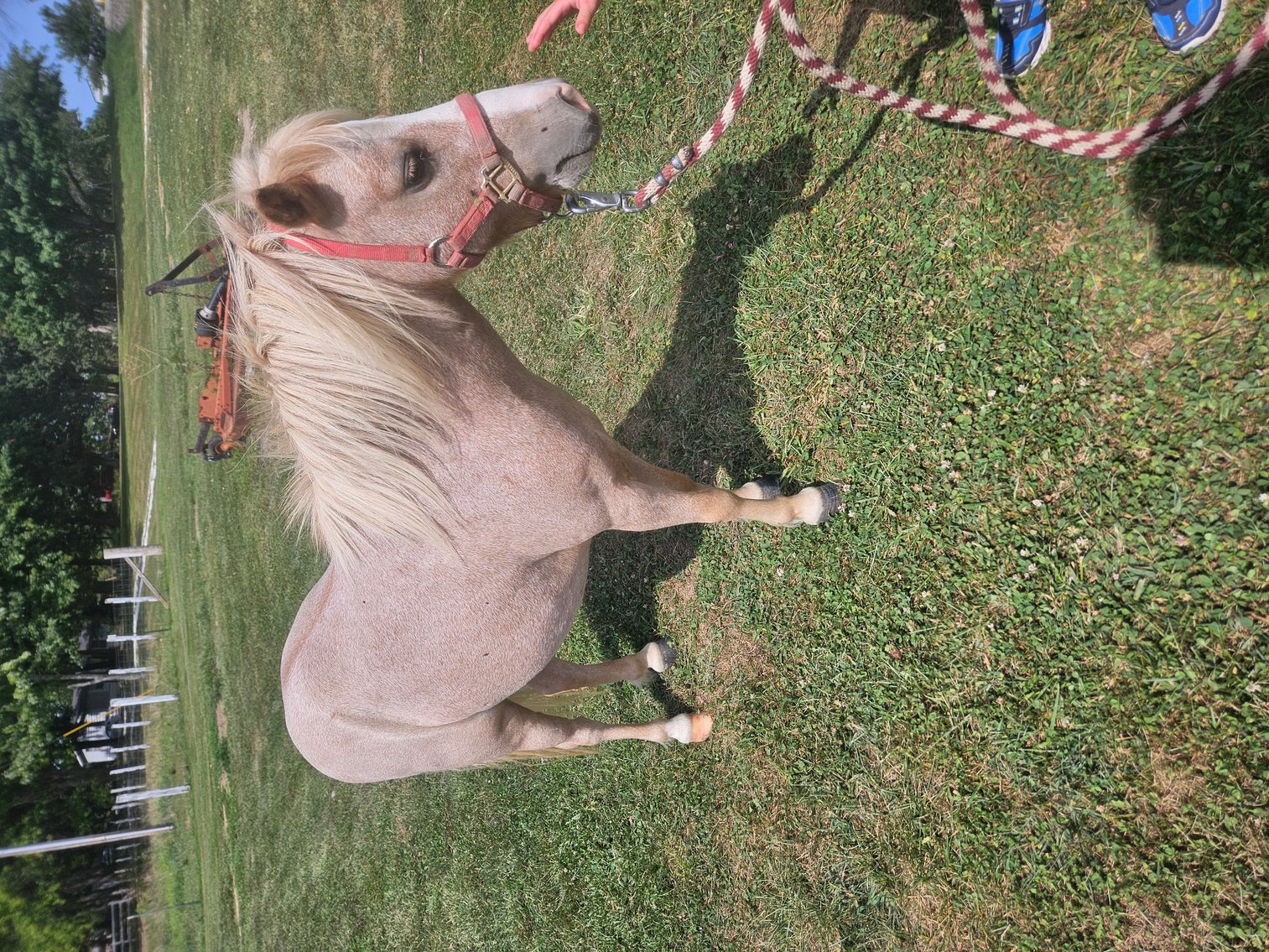 Image for Interstate Regional Stockyards Horse Sale - Cuba, Missouri WEDNESDAY September 25th