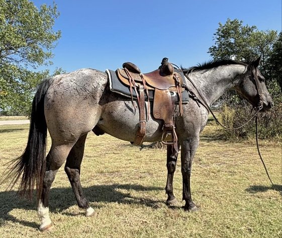 Image for Missouri Horse Auction FRIDAY SEPTEMBER 27TH - Springfield, MO