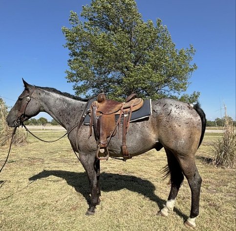 Image for Missouri Horse Auction FRIDAY SEPTEMBER 27TH - Springfield, MO