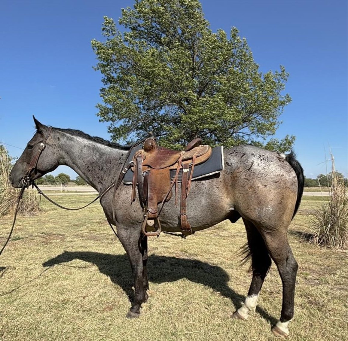 Image for Missouri Horse Auction FRIDAY SEPTEMBER 27TH - Springfield, MO