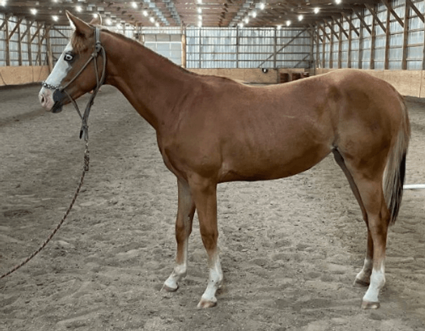 Image for Corsica Horse Sales Catalog Sale *SPECIAL COLT SALE* - SATURDAY, OCTOBER 5TH - Corsica, South Dakota