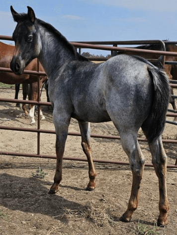 Image for Corsica Horse Sales Catalog Sale *SPECIAL COLT SALE* - SATURDAY, OCTOBER 5TH - Corsica, South Dakota