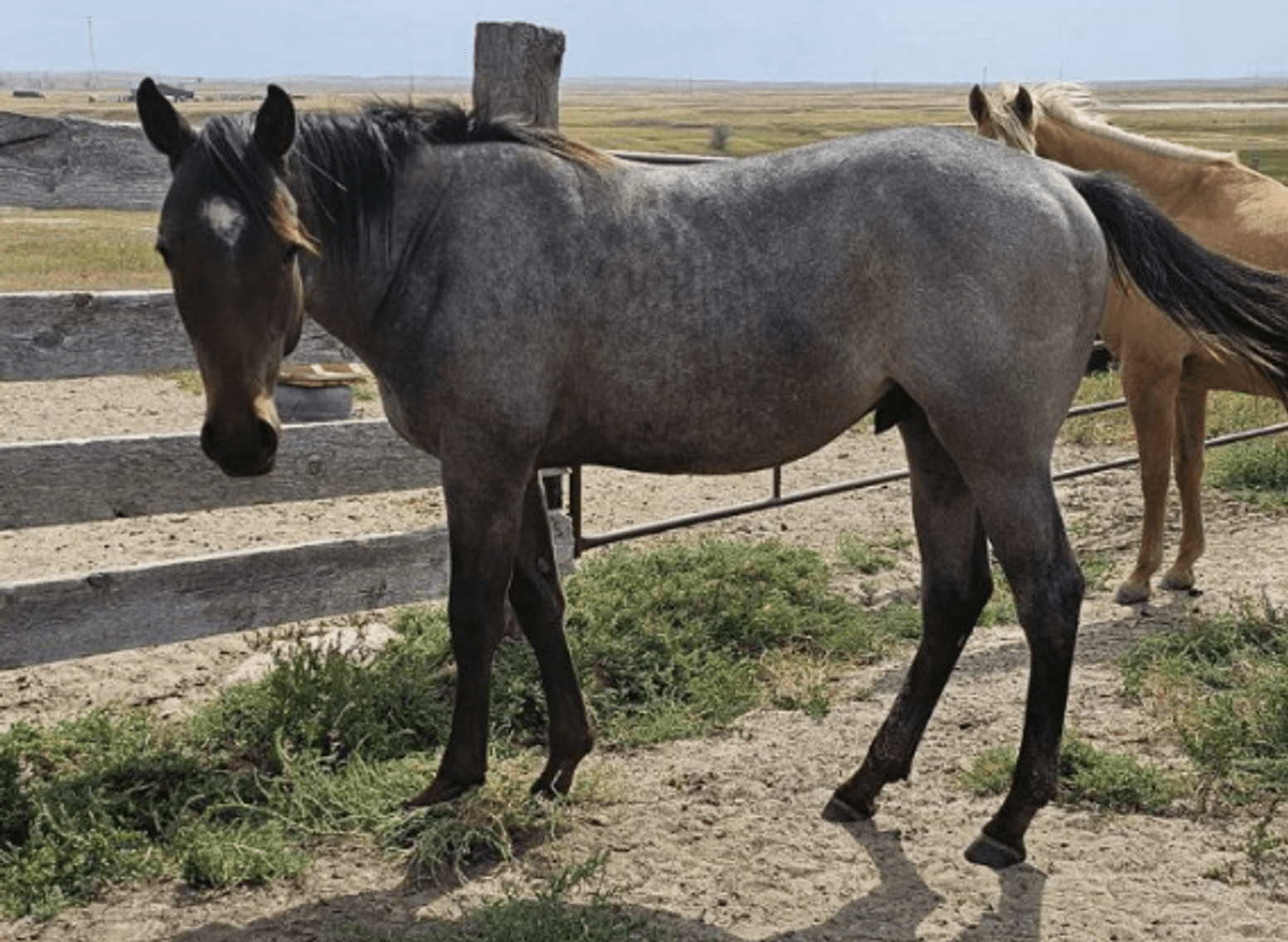 Image for Corsica Horse Sales Catalog Sale *SPECIAL COLT SALE* - SATURDAY, OCTOBER 5TH - Corsica, South Dakota