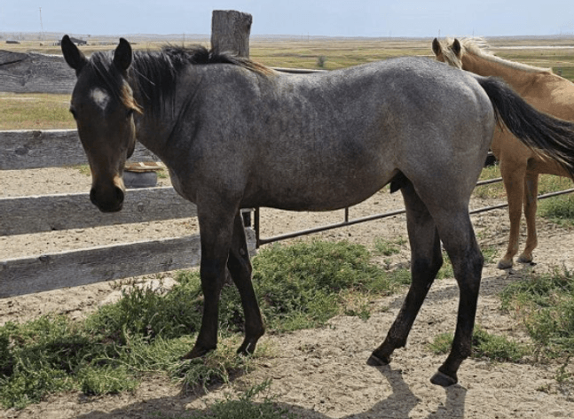 Image for Corsica Horse Sales Catalog Sale *SPECIAL COLT SALE* - SATURDAY, OCTOBER 5TH - Corsica, South Dakota