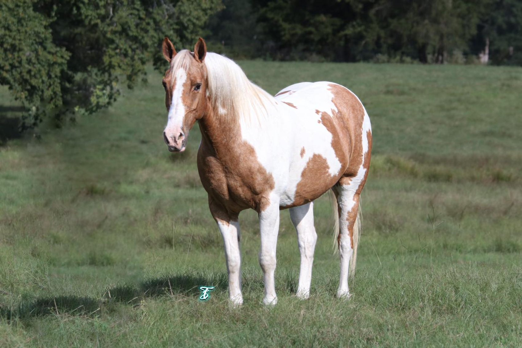 Image for Southwest Horse Sale Fall Catalog Sale - SATURDAY OCTOBER 26TH - Bush, LA