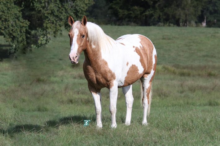 Image for Southwest Horse Sale Fall Catalog Sale - SATURDAY OCTOBER 26TH - Bush, LA