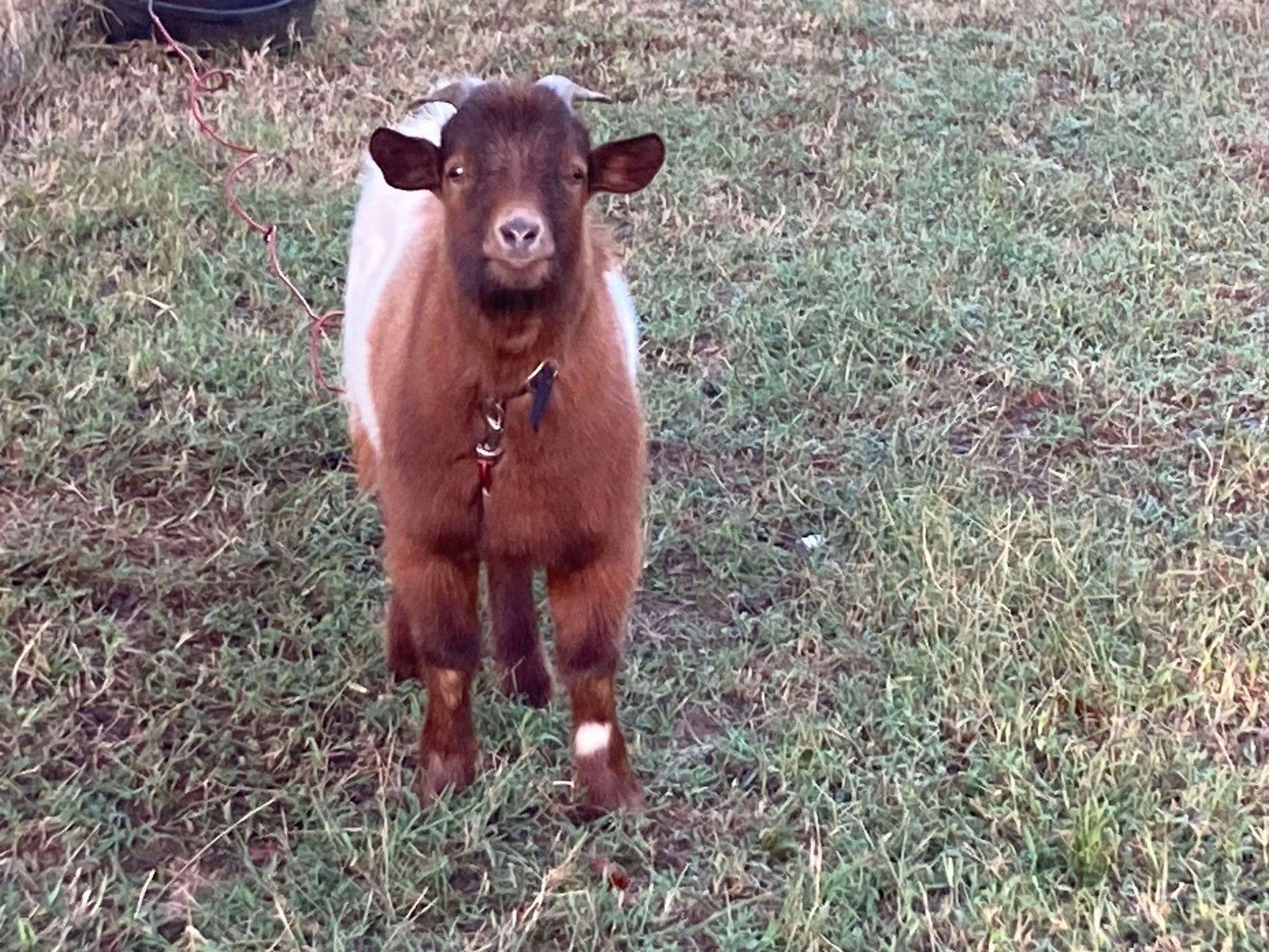 Image for Jones Livestock Auction THURSDAY October 3rd -  Jones, Oklahoma