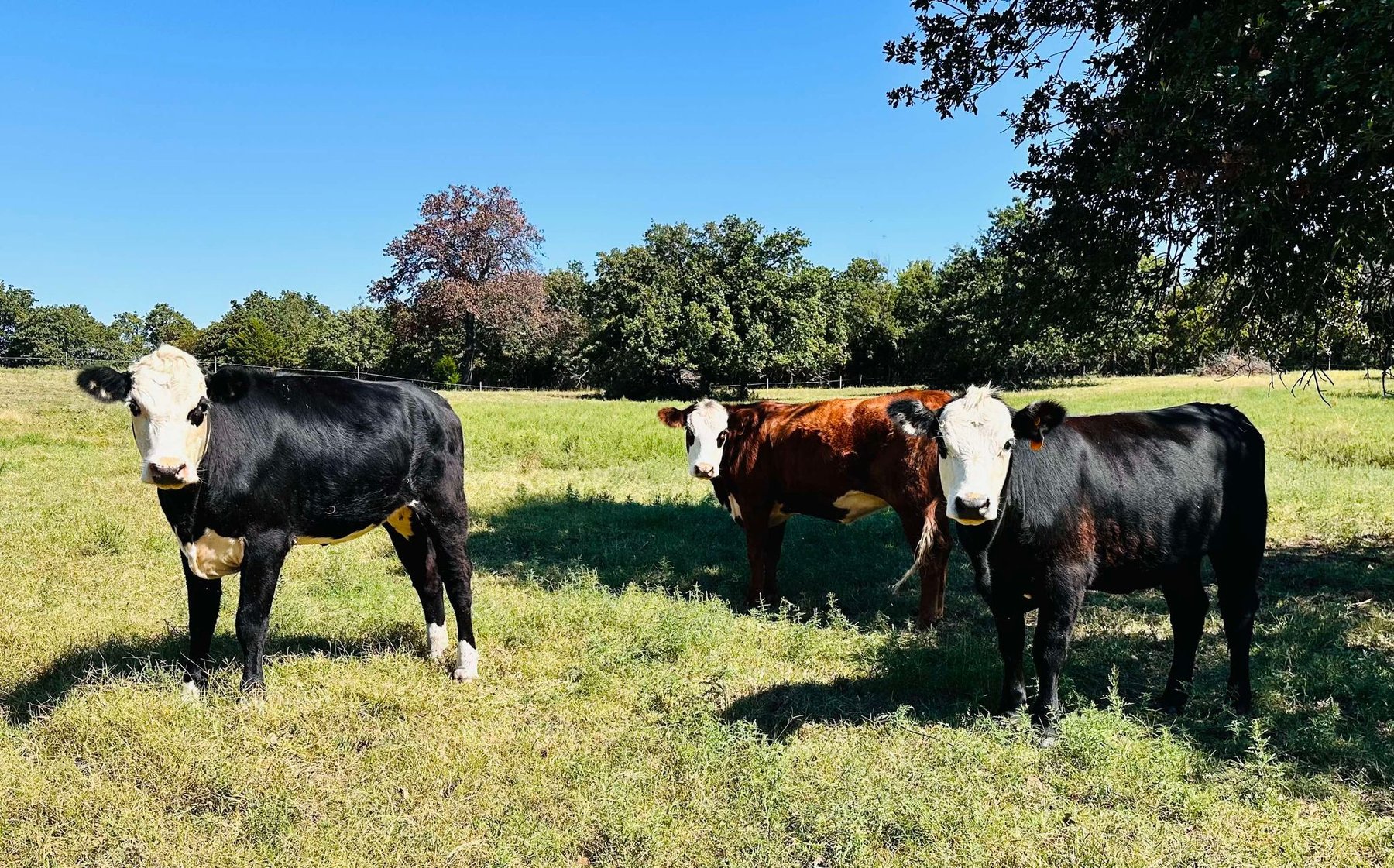 Image for Jones Livestock Auction THURSDAY October 3rd -  Jones, Oklahoma