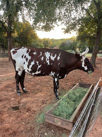 Image for Jones Livestock Auction THURSDAY October 3rd -  Jones, Oklahoma