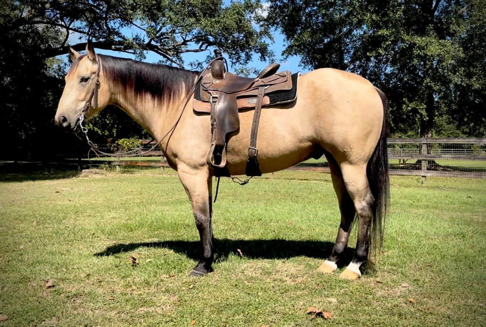 Image for Southwest Horse Sale Fall Catalog Sale - SATURDAY OCTOBER 26TH - Bush, LA