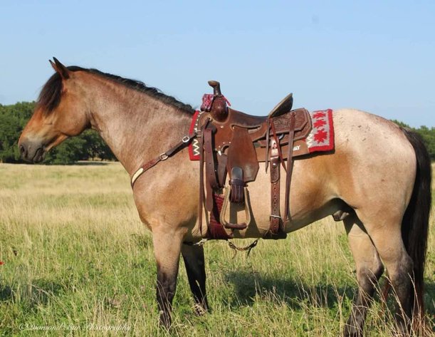 Image for Boonville Livestock Sales Fall Horse Sale - SATURDAY, NOVEMBER 23RD - Boonville, MO