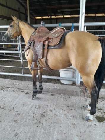 Image for Missouri Horse Auction FRIDAY OCTOBER 25TH - Springfield, MO