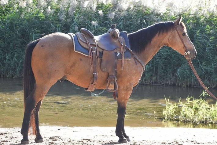 Image for Jones Livestock Auction MONTHLY HORSE & TACK SALE!   Saturday, October 12th!