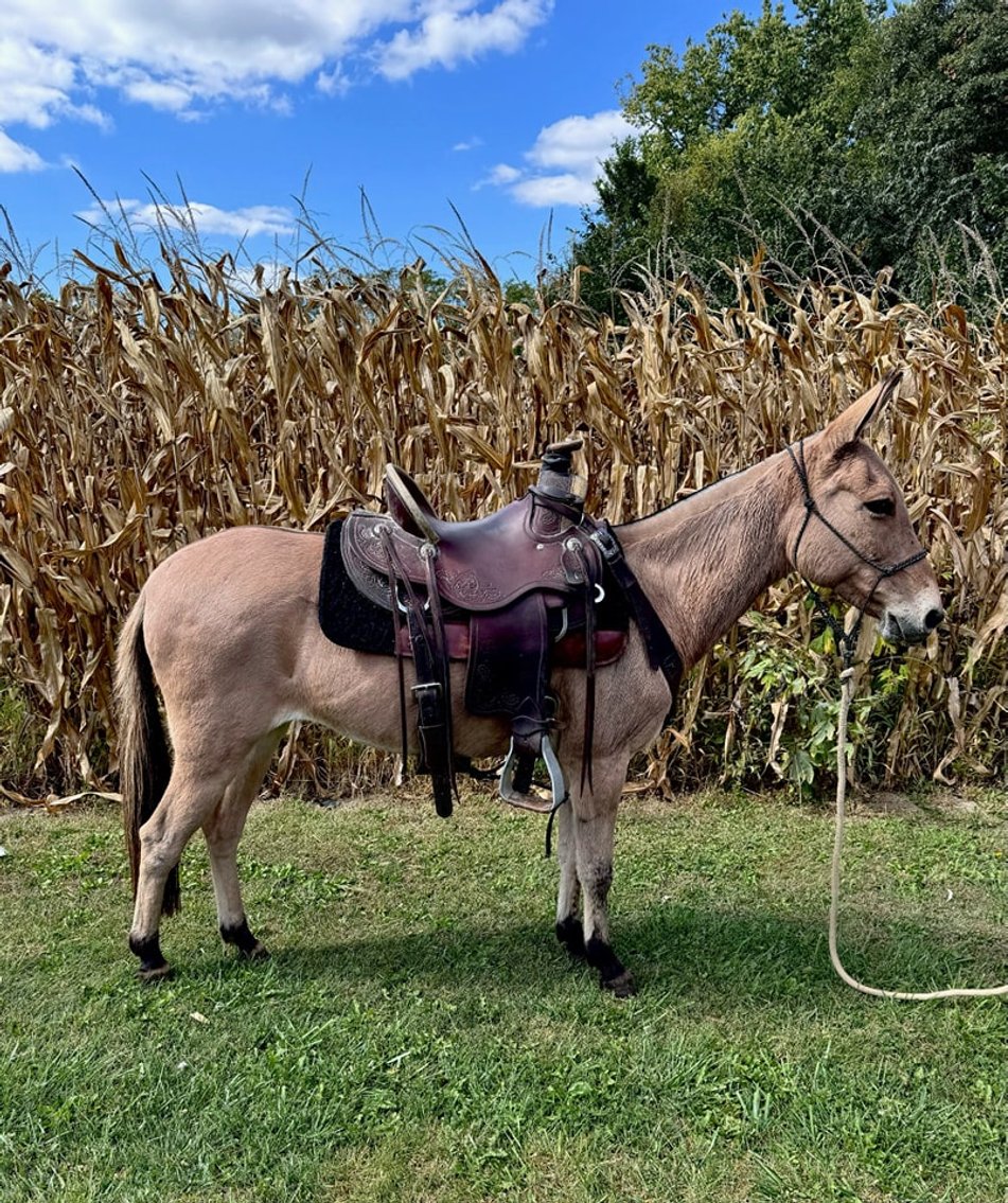 Image for Colfax Iowa Horse Sale - SUNDAY - OCTOBER 20TH