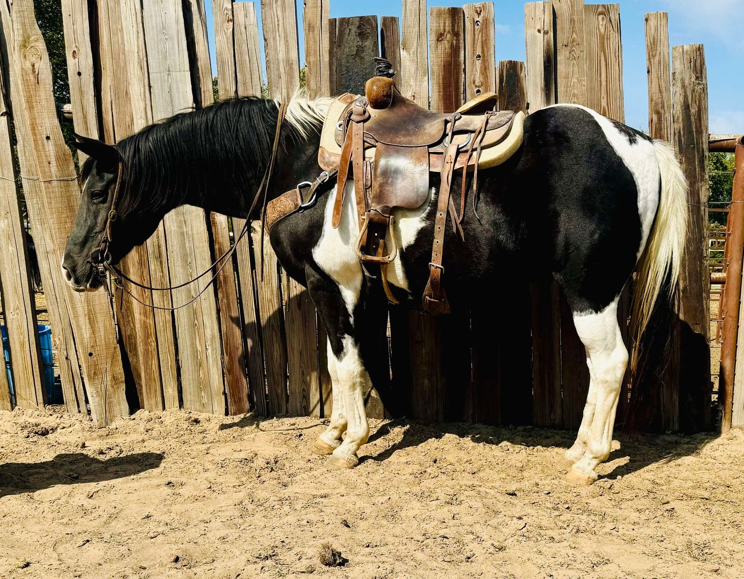 Image for Jones Livestock Auction MONTHLY HORSE & TACK SALE!   Saturday, October 12th!