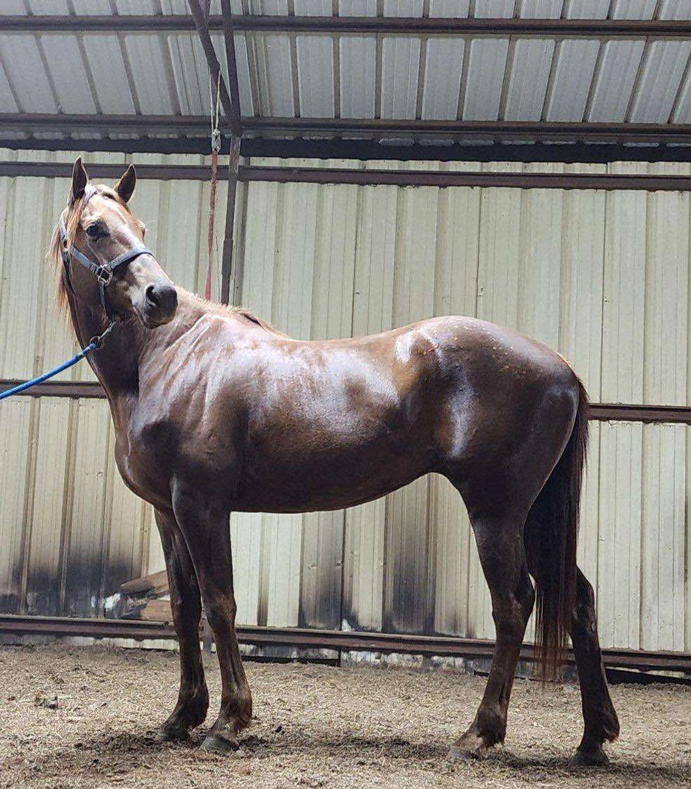 Image for Mize Horse Sale  SATURDAY OCTOBER 19TH - Mize, Mississippi