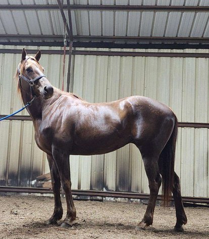 Image for Mize Horse Sale  SATURDAY OCTOBER 19TH - Mize, Mississippi