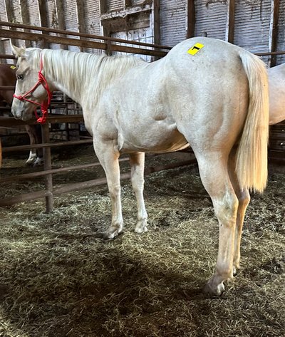 Image for Jones Livestock Auction MONTHLY HORSE & TACK SALE!   Saturday, October 12th!