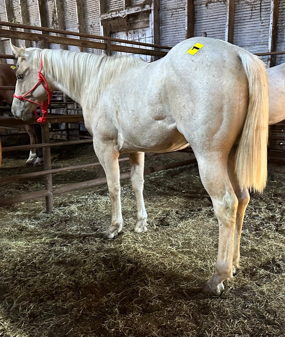 Image for Jones Livestock Auction MONTHLY HORSE & TACK SALE!   Saturday, October 12th!