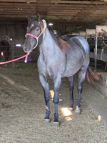 Image for Corsica Horse Sales Catalog Sale - SATURDAY, NOVEMBER 2ND - Corsica, South Dakota