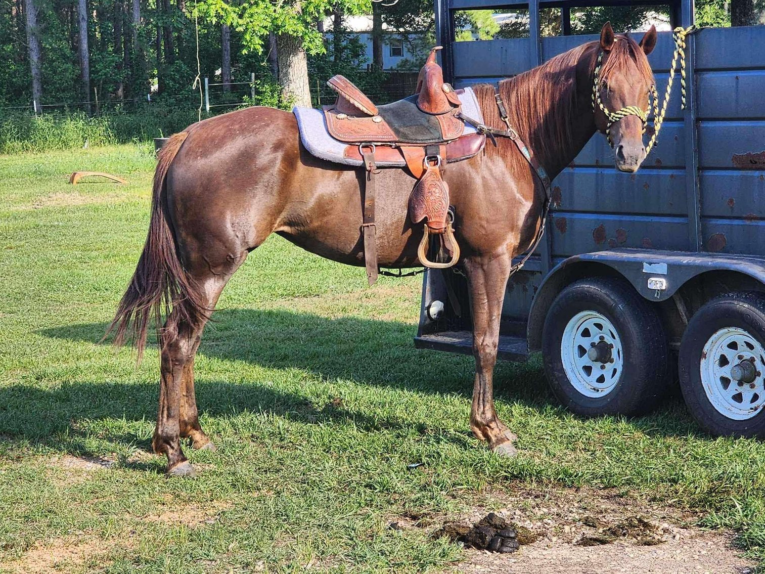 Image for Mize Horse Sale  SATURDAY OCTOBER 19TH - Mize, Mississippi