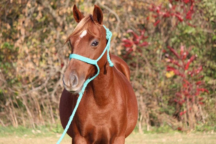 Image for Colfax Iowa Horse Sale - SUNDAY - OCTOBER 20TH