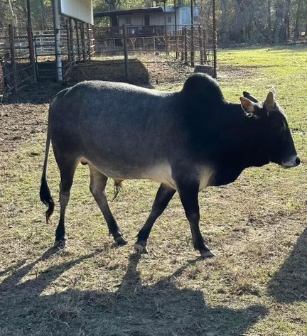 Image for Mize Horse Sale  SATURDAY OCTOBER 19TH - Mize, Mississippi