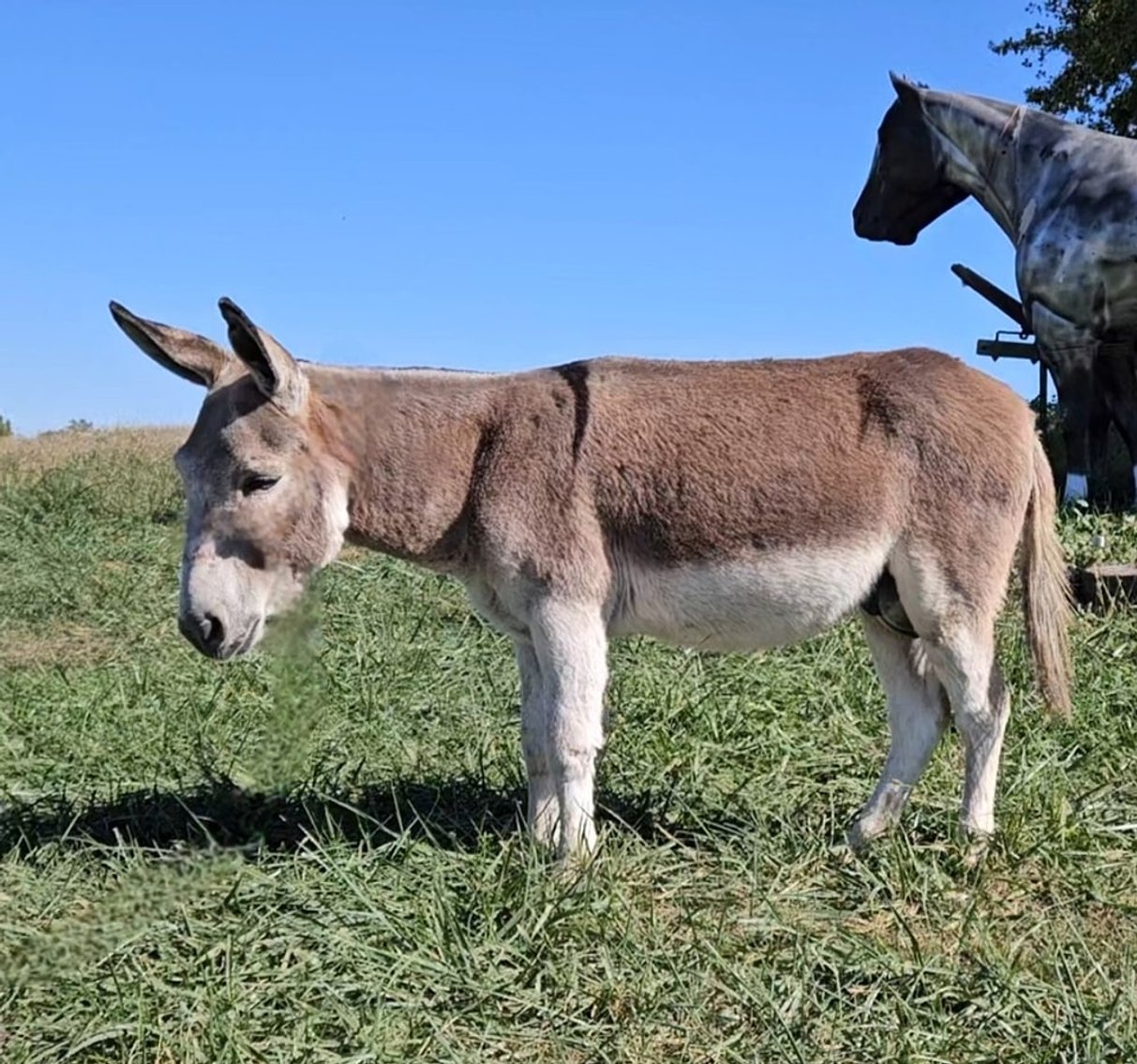 Image for Colfax Iowa Horse Sale - SUNDAY - OCTOBER 20TH
